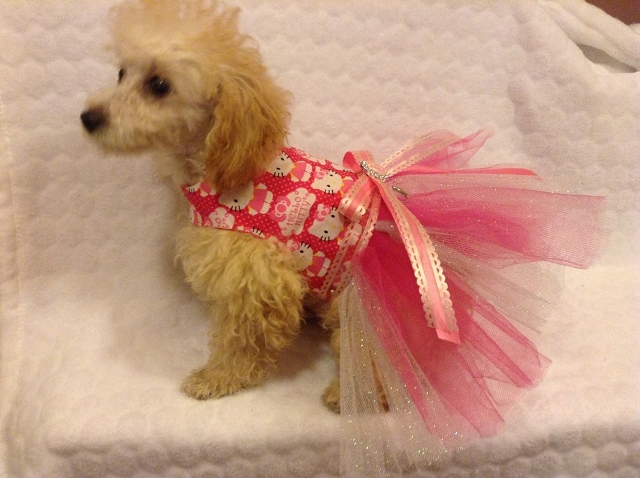 Toy poodle anal glands Hustler centerfold list